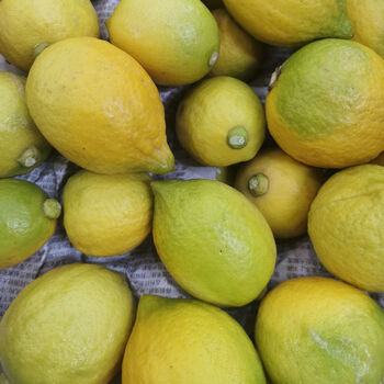 精选s级广东香水柠檬一级果奶茶店手打柠檬茶专用果无籽果园新鲜现摘