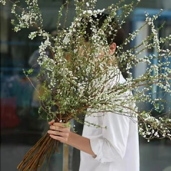 好養易活懶人花卉鮮花乾枝綠植盆栽鮮插花 乾枝雪柳60cm10支泡水開花