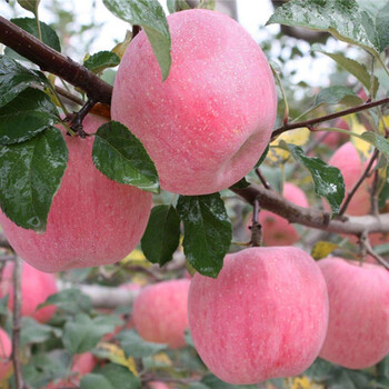 纳邦红星苹果树苗活苗南北方庭院地栽大室内盆栽嫁接矮化果树当年结果