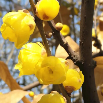 臘梅花樹苗盆栽花卉梅花盆景老樁耐寒植物陽臺庭院高杆蠟梅z6 3年臘梅