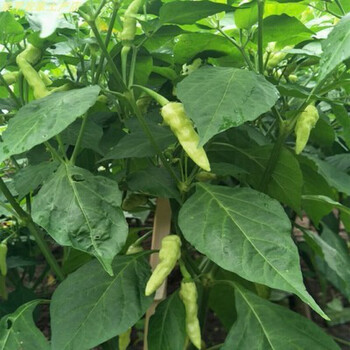 湖南指天椒苗韩国青阳辣椒五彩椒盆栽泰国辣椒苗正宗樟树港辣椒苗 重