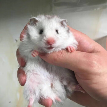 族萃纯银杂银长毛金丝熊宝宝金丝熊活物宠物 长毛纯银