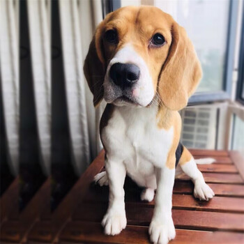 桓瑞宠物  纯种宠物狗狗活体比格犬幼犬幼崽米格鲁猎兔犬中型犬 宠物b