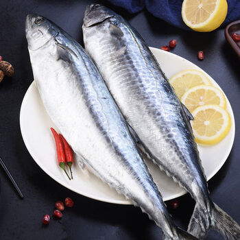 鲅鱼新鲜冷冻大马鲛鱼燕鲅鱼馅水饺海鲜鲜活生鲜水产批发 【约2斤1条