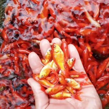 【包活】草金魚小金魚好養冷水魚批發淡水觀賞魚五花魚苗 草金魚30條