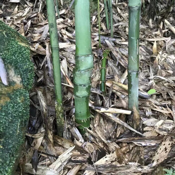 花客悦文玩实心龙血玉竹金丝竹子苗四季常耐寒青竹苗紫竹苗庭院植物