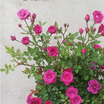 虞溪村月季花苗玫瑰盆栽带花苞四季开花果汁阳台庭院浓香花卉大苗真
