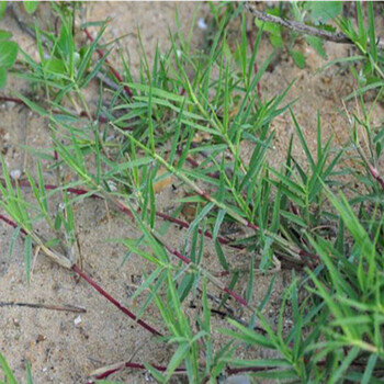 进口狗牙根草坪种子巴根草种籽四季常青护坡固土草籽耐旱耐践踏巴根草