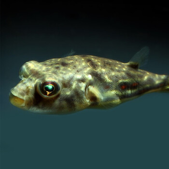 鱼官儿斑马狗头幼鱼23cm1条