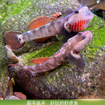 瑾倫練手稀有原生溪流吻白麵蝦虎魚好養耐活冷水魚小型淡水熱帶觀賞魚