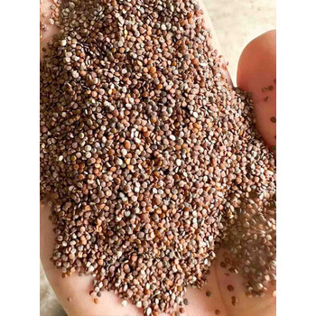 芗苒凉粉草种子四季播种用种籽籽 凉粉草种子半斤