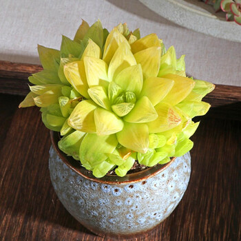 豆定制黄金凝脂菊实拍多肉植物萌肉肉玉露新手好养黄色品相好组合盆栽