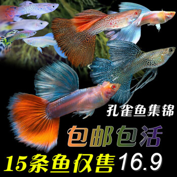 孔雀魚純種活體觀賞魚小型淡水好養熱帶魚清道夫斑馬魚鳳尾金魚苗花色