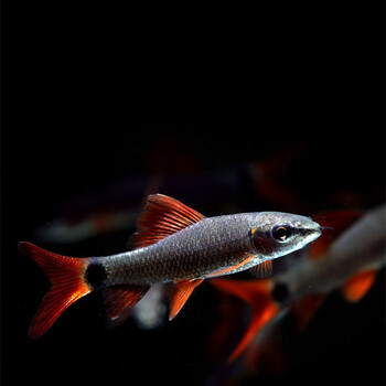 jypet彩虹鲨鱼红尾黑鲨小型淡水鱼观赏鱼活体 3-4cm红尾黑鲨2条 鱼食