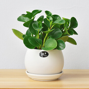 碧玉豆瓣绿植物室内桌面盆栽卧室书房盆景净化空气四季常绿碧玉白色