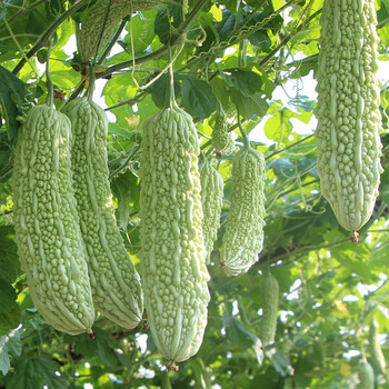 湖南浏阳本地新鲜苦瓜当季蔬菜凉瓜5斤老品种农家自种苦瓜可榨汁500g
