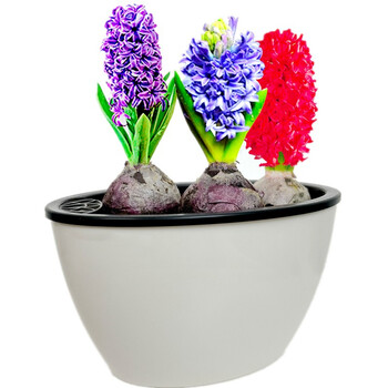 植物室内花耐寒桌面易活多年生冬季水培种球花卉红花蓝花紫花带盆发货