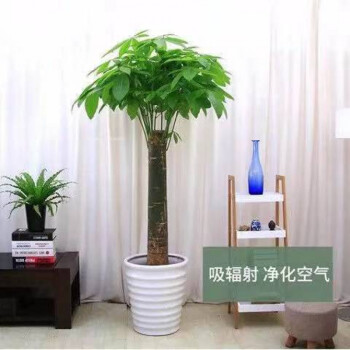 精品綠植髮財樹盆栽大客廳綠植室內大型植物發財樹大棵吸大型盆栽綠植