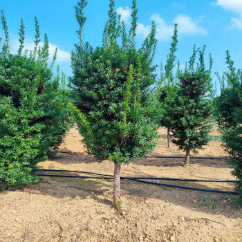 【自然樹】杉盆栽‼️直幹　樹高1m 盆栽 杉盆栽‼️直幹 樹高1m 盆栽 【公式通販】