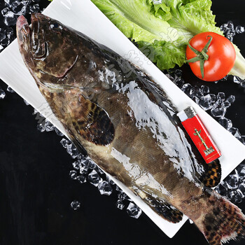 大龙胆石斑鱼海鲜水产鲜活深海海鱼新鲜龙趸鱼大石斑3斤装