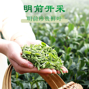 文新绿茶2026新茶预售嫩芽1500信阳毛尖特级250g明前纸包装源头直发