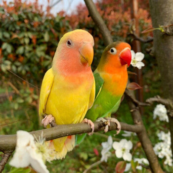 鹦鹉活体手玩鸟能学说话的鹦鹉宠物鸟鹦鹉活体鹦鹉运输笼 绿牡丹 黄桃