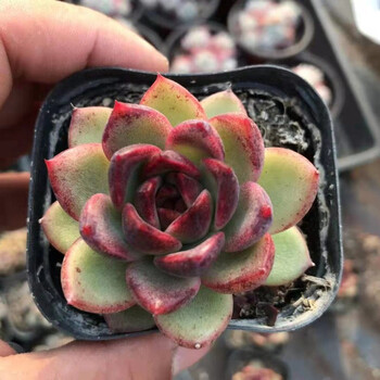 黑水晶玫瑰多头群生多肉植物盆栽肉肉新手植物办公室创意花卉绿植防辐射黑水晶玫瑰 单头 塑料盆栽好 2颗 图片价格品牌报价 京东