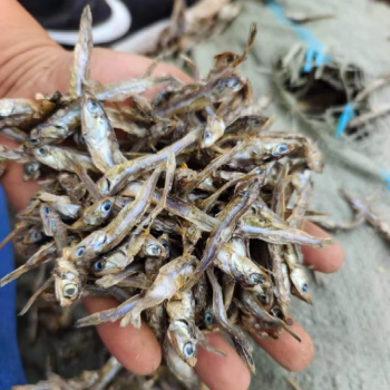 魚乾飼料批發價100斤50斤豬飼料雞飼料鴨飼料鵝飼料魚飼料山雞飼 鯷