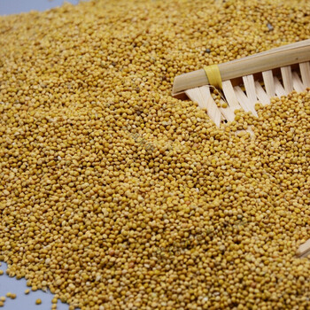 谷穗黄谷子穗带壳小米穗虎皮鹦鹉鸟食物逗仓鼠谷穗鸟粮食合同定制款 5