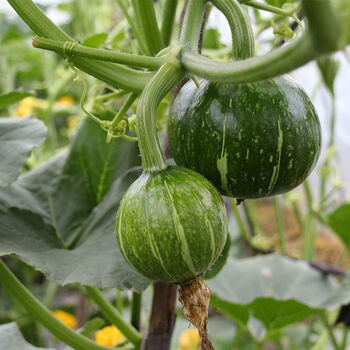 云南新鲜嫩南瓜小南瓜农家自种菜南瓜超嫩瓜自然南瓜本土蔬菜1斤3斤装