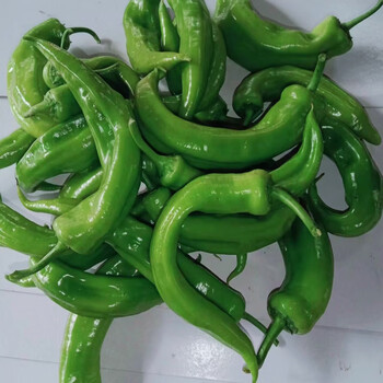 辣椒青椒尖椒香辣山东现摘现发自然种植青辣椒香脆皮薄村头直发 青