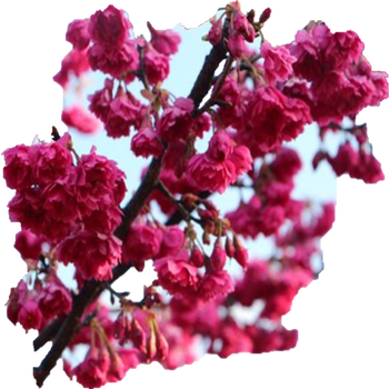 日本樱花苗嫁接樱花小苗工程绿化树苗庭院观赏花苗樱花苗 广岛恋人 1