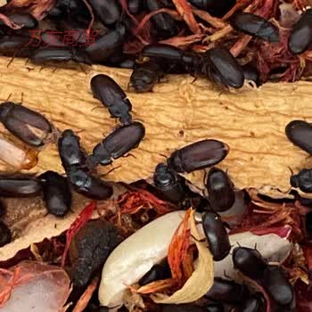 有仁堂自养洋虫九龙虫成虫类风湿药用虫洋虫官方旗舰100只