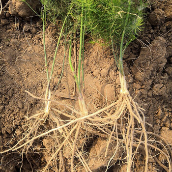 农之子 芦笋根苗种子种苗紫芦笋 绿芦笋根一年生 6棵