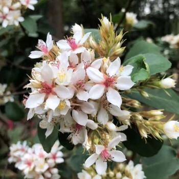 姒桀海島春花樹盆景石斑木綠植桌面室內盆景土培四季常青植物森系文藝