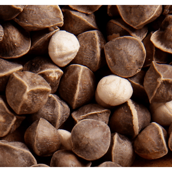 秦霄堂 大颗粒 辣木籽 云南辣木新子 散装熏 中草药材原材料 250g