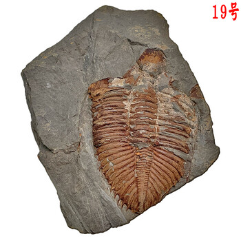 王冠三叶虫化石 天然古生物化石张氏虫中华莱德利基虫榔头虫镜眼虫