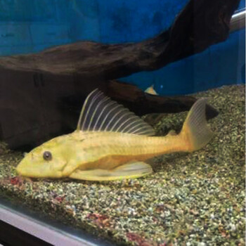 清道夫鱼活体琵琶清道夫鱼活体工具鱼垃圾鱼清洁鱼热带观赏鱼1条黄