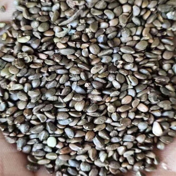 芗苒丹参种子四季种植用种籽 丹参种子一斤