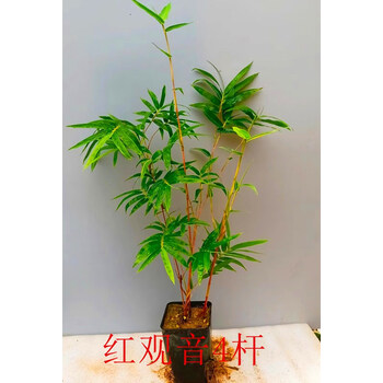oeny内门竹朱竹红寒竹紫寒竹红竹红观音竹 内门竹 室内可水培绿植 红观音竹4壮杆（高度50-70cm） 含盆【图片 价格 品牌 报价】-京东