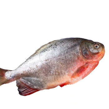 海捕新鲜红鲳鱼鲳鱼鲜活速冻大红鲳平鱼金鲳鱼精选大