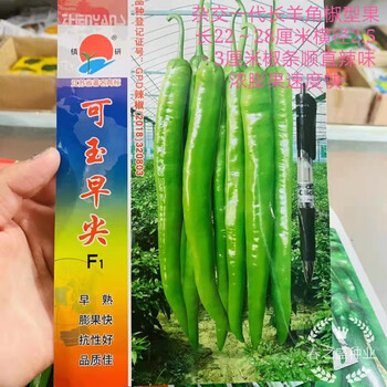 镇研辣椒种子可玉早尖早熟膨果快抗病好大田可播羊角型辣椒种籽可玉早