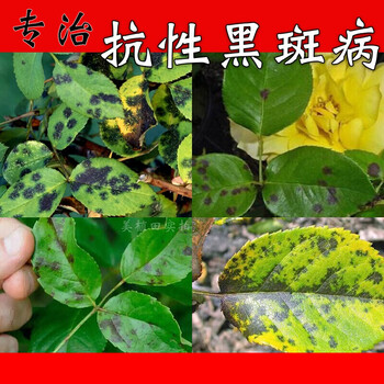 月季花黑斑病专用药兰花多肉花药多菌菌灵农药剂多菌灵白粉病60g