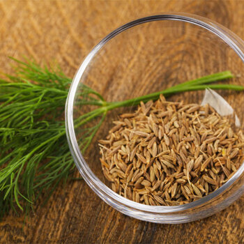 憶芗迷迭香种子罗勒四季常青驱蚊阳台迷迭香盆栽可食用煎牛排香草种籽