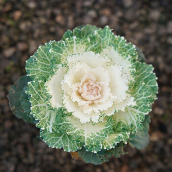 羽衣甘藍盆栽花苗觀賞耐寒彩葉植物花卉蔬菜室內室外花園陽臺地栽4號