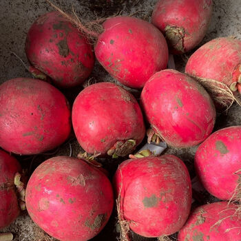 东北大红萝卜新鲜蔬菜大红袍红皮白心圆萝卜新鲜蘸酱现挖现发 净果5-6