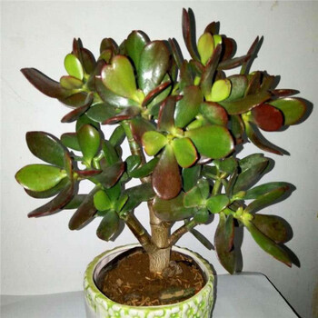 玉树盆栽黄金花月紫叶玉树多肉老桩植物盆栽玉树 朵芮蜜 紫叶四年老桩