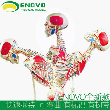 人骨模型　骨格模型　170cm 脊柱模型　70cm GX真人大小骨架模型医用骨骼教学模型170cm人体骨骼模型可弯曲脊柱大