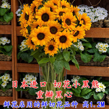 向日葵种子籽四季室内阳台矮迷你小盆栽易种植食用葵花卉种孑小黑熊