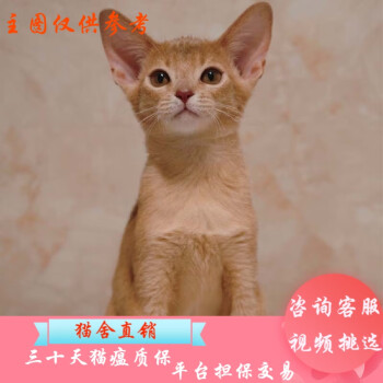 阿比西尼亚猫价格报价行情- 京东